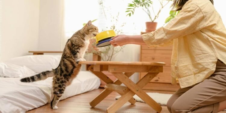 Tren Cat Food Minim Pengawet Semakin Diminati di Indonesia