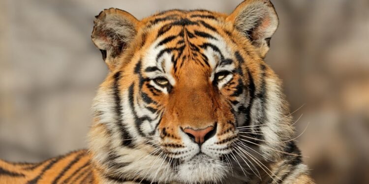 India Dorong Aliansi Global untuk Lindungi Kucing Besar Dunia lewat IBCA Summit 2026
