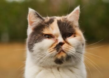 Jangan Panik, Ini Langkah Awal Saat Mata Kucing Mulai Bermasalah