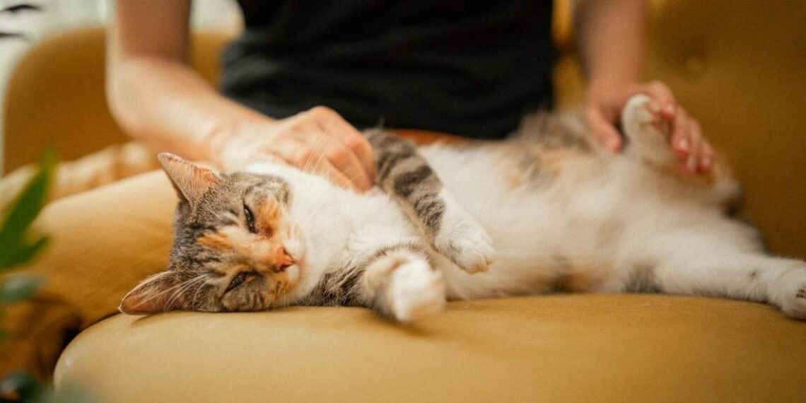 Posisi Tidur Kucing Ternyata Bisa Menunjukkan Kondisi dan Perasaannya