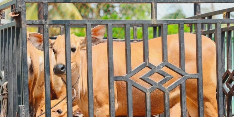 Holding Perkebunan Nusantara Tebar Manfaat Idul Adha, 1.713 Hewan Kurban PalmCo Disalurkan ke Berbagai Daerah