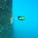 Inspeksi Bawah Air dengan ROV QYSEA Fifish X1