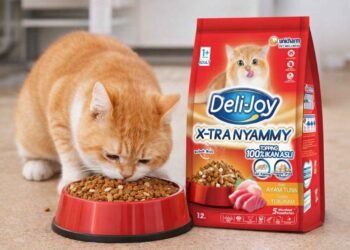 Jangan Asal Pilih! Ini Rekomendasi Dry Food Kucing Bernutrisi Tinggi