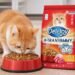 Jangan Asal Pilih! Ini Rekomendasi Dry Food Kucing Bernutrisi Tinggi