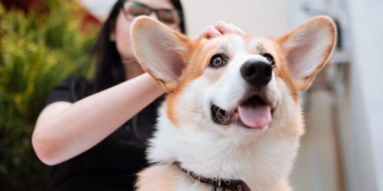 10 Ras Anjing Menggemaskan yang Ramah dan Mudah Dirawat di Rumah