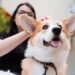 10 Ras Anjing Menggemaskan yang Ramah dan Mudah Dirawat di Rumah
