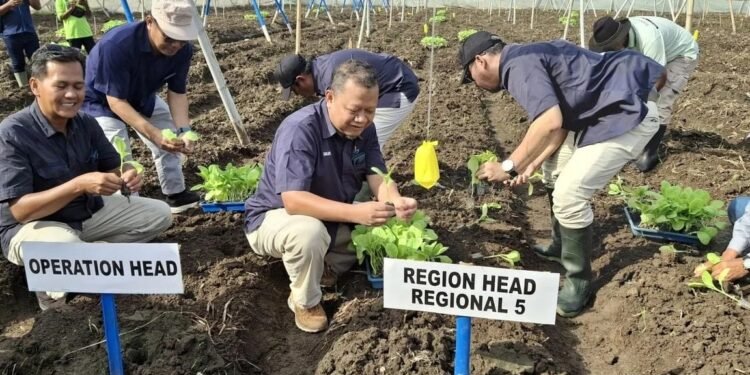 Holding Perkebunan Nusantara Perkuat Hilirisasi, PTPN I (Persero) Bidik Pasar Eropa melalui Cerutu Premium Jember
