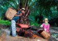 Peringati Hari Krida Pertanian, Holding Perkebunan Nusantara melalui PTPN IV PalmCo Serap 1,34 Juta Ton TBS Petani