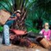 Peringati Hari Krida Pertanian, Holding Perkebunan Nusantara melalui PTPN IV PalmCo Serap 1,34 Juta Ton TBS Petani Peringati Hari Krida Pertanian, Holding Perkebunan Nusantara melalui PTPN IV PalmCo Serap 1,34 Juta Ton TBS Petani