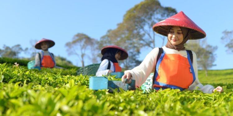 Holding Perkebunan Nusantara Perluas Jejak Teh Indonesia, Produk PTPN I Masuk Gerai Legendaris Twinings London Holding Perkebunan Nusantara Perluas Jejak Teh Indonesia, Produk PTPN I Masuk Gerai Legendaris Twinings London