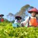 Holding Perkebunan Nusantara Perluas Jejak Teh Indonesia, Produk PTPN I Masuk Gerai Legendaris Twinings London