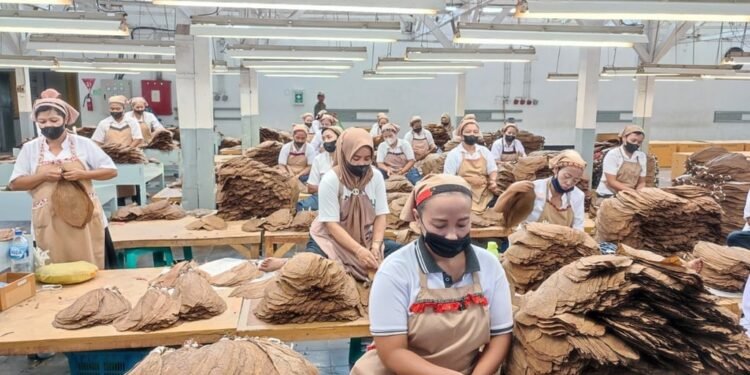 Holding Perkebunan Nusantara Perkuat Daya Saing Global, Tembakau Premium PTPN I Jadi Andalan Industri Cerutu Dunia Holding Perkebunan Nusantara Perkuat Daya Saing Global, Tembakau Premium PTPN I Jadi Andalan Industri Cerutu Dunia