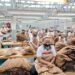 Holding Perkebunan Nusantara Perkuat Daya Saing Global, Tembakau Premium PTPN I Jadi Andalan Industri Cerutu Dunia